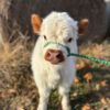 mini highland cows for sale