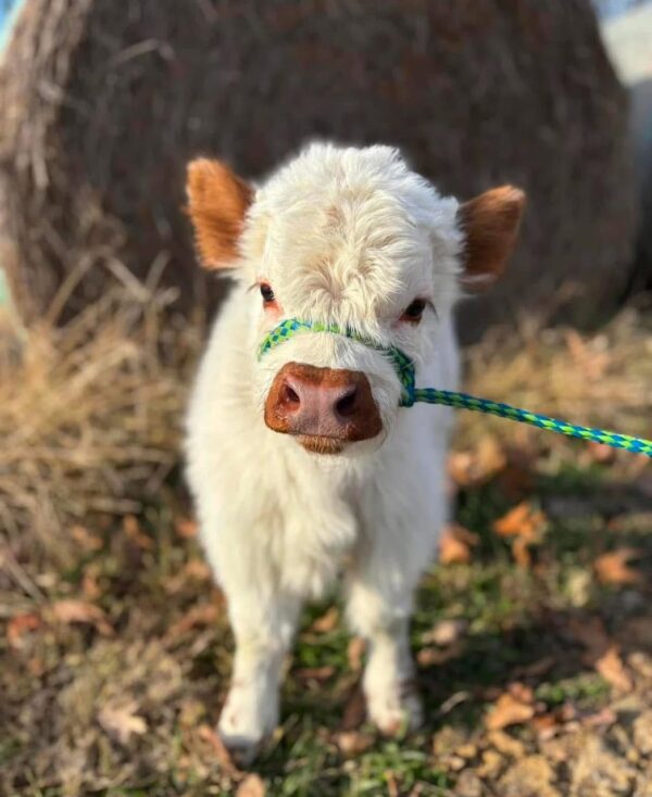 mini highland cows for sale