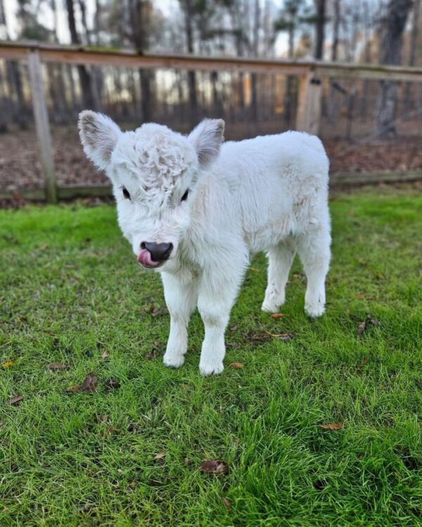 how big do mini highland cows get