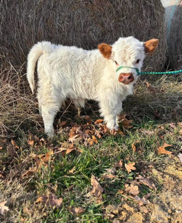 mini highland cows for sale