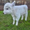 how big do mini highland cows get