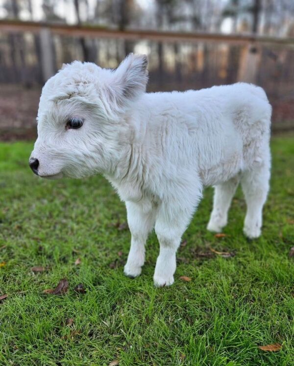 how big do mini highland cows get