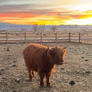 mini highland cows for sale