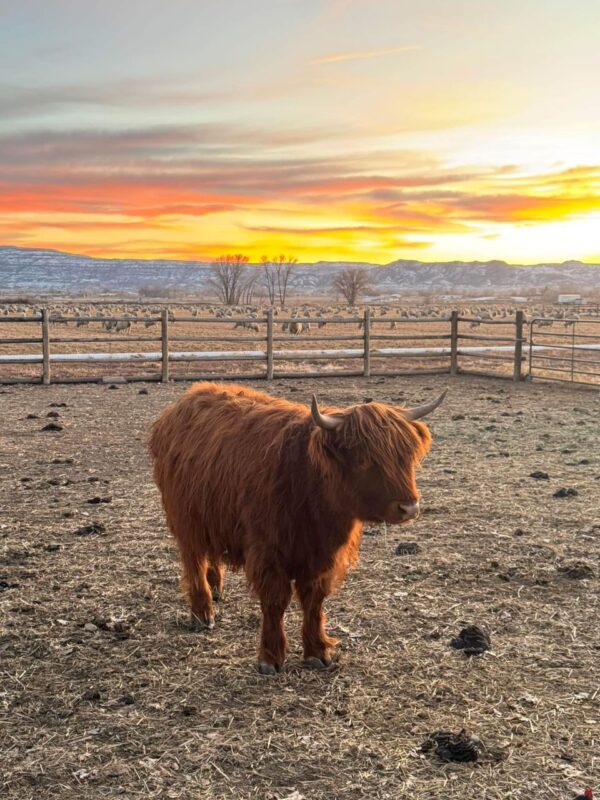 mini highland cows for sale