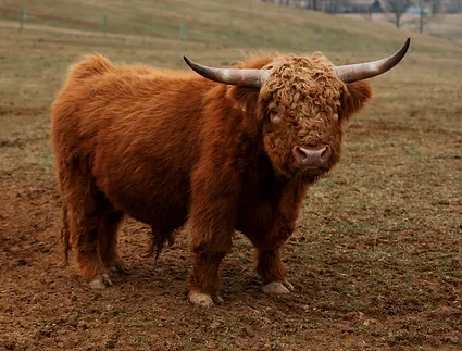 mini highland cows for sale