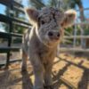 mini highland cows for sale