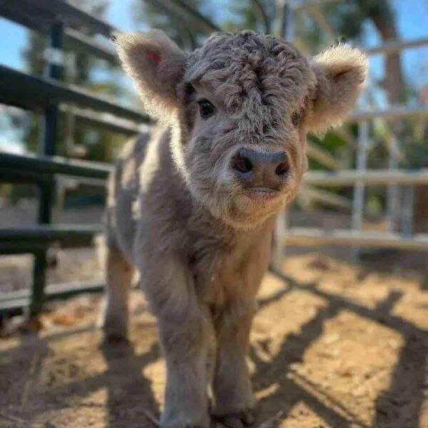 mini highland cows for sale