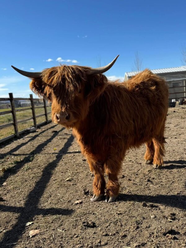 mini highland cows for sale