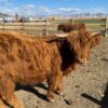 mini highland cows for sale