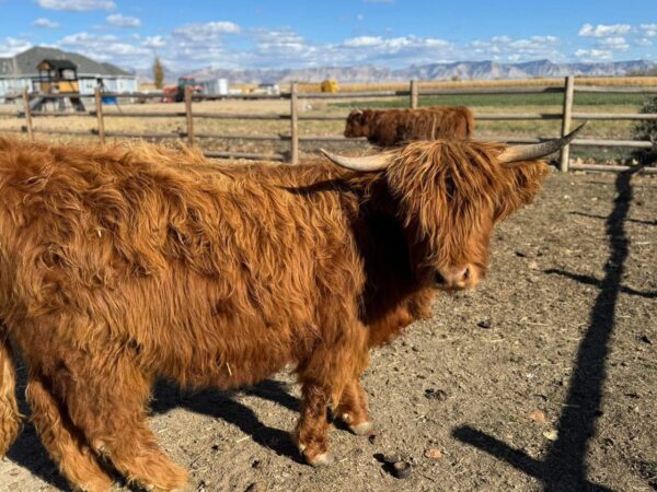mini highland cows for sale