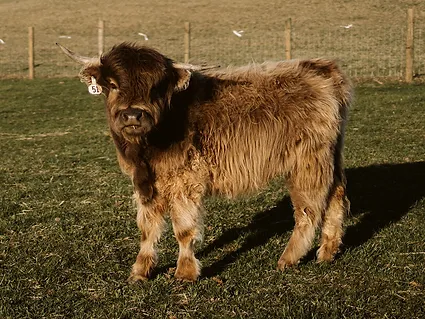 Brownie miniature highland