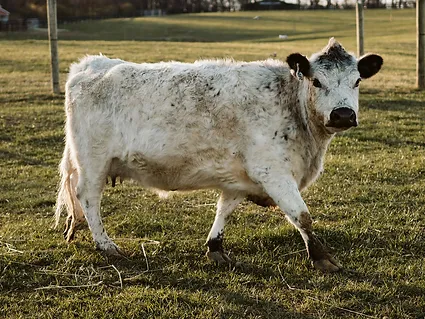 Clarabelle-Miniature-Highland-Cattle-1