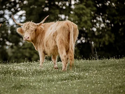 Claudia-Miniature-Highland-Cattle-2