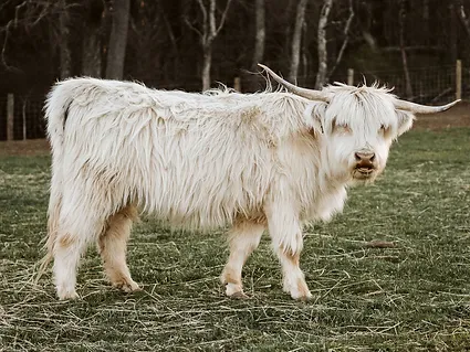 Dixie-Miniature-Highland-Cattle
