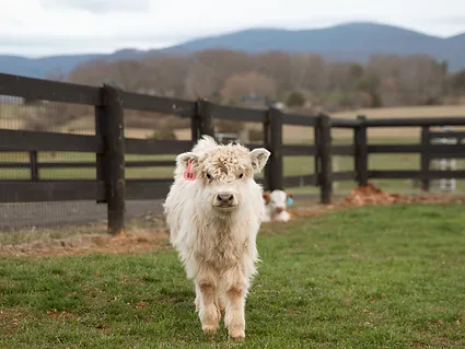 Elizabeth-Miniature-Highland-Cattle