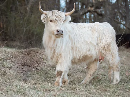 Emma-Miniature-Highland-Cattle-2