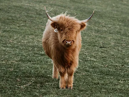 mini highland cows for sale