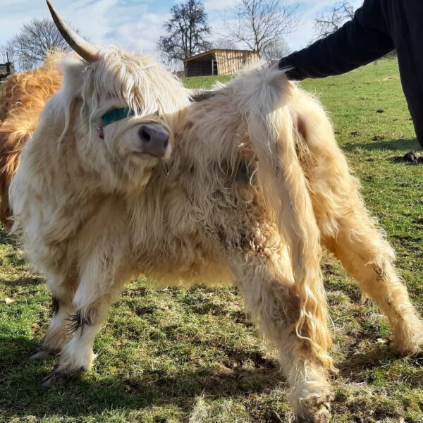 mini highland cows for sale