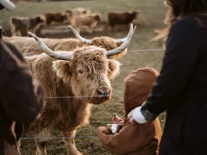 Sandy​ Miniature Highland Cattle 1