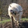 mini highland cows for sale