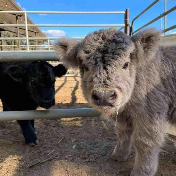 mini highland cows for sale
