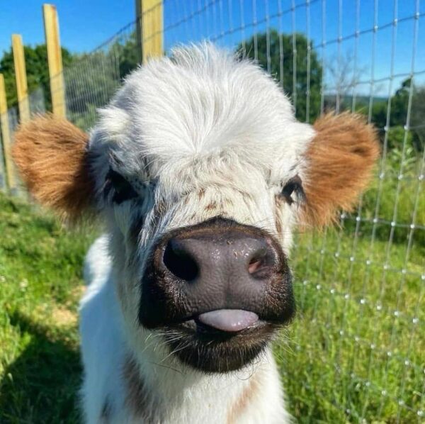 mini highland cows for sale