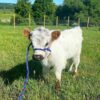 mini highland cows for sale