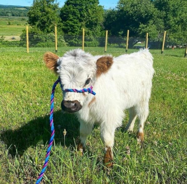 mini highland cows for sale