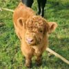 Kim-loves-her-new-hay-feeder-minihighlandcat-600x750