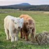 mini highland cows for sale