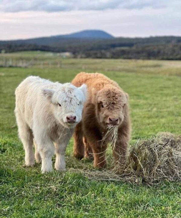 mini highland cows for sale
