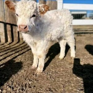mini highland cows for sale