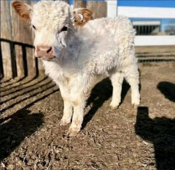 mini highland cows for sale