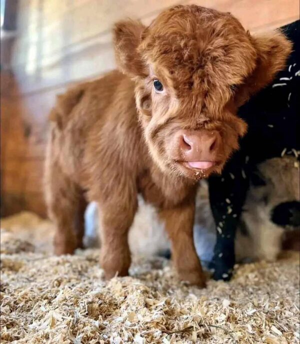 mini highland cows for sale