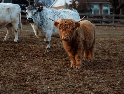 mini highland cows for sale