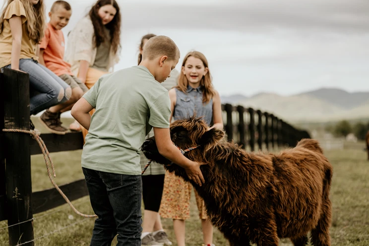 mini highland cows