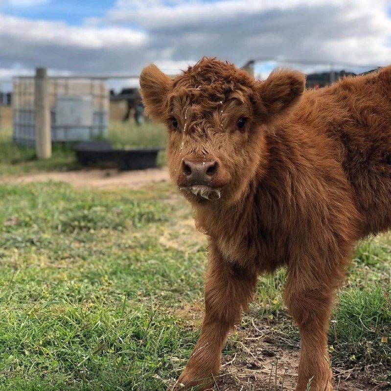 mini highland cows