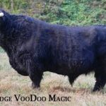 Big-Ridge-VooDoo-Magic-Highland-Bull-1-150x150