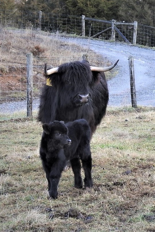 BR-Darcy-EH-Heather-highland-cow-with-calf-150x150