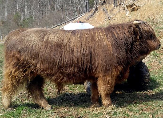 Blue-Ridge-Fergus-Highland-bull-in-a-pasture