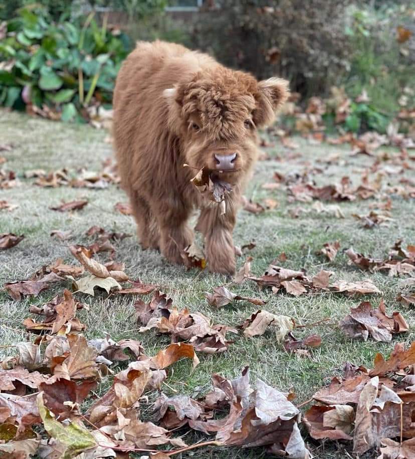 how long do mini highland cows live