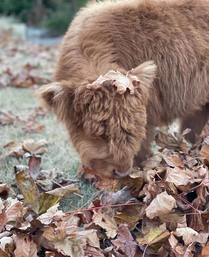 how long do mini highland cows live