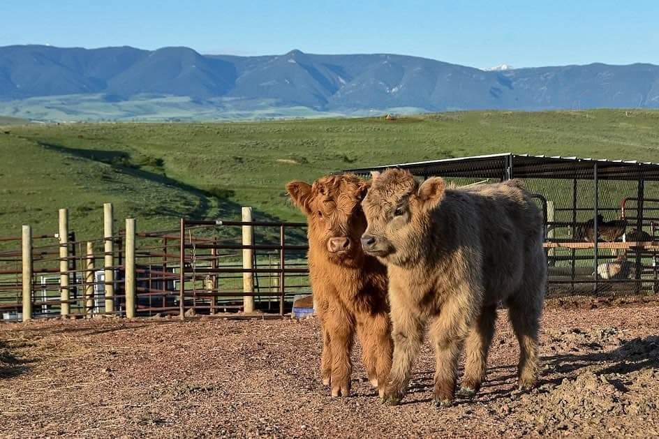 micro mini highland cows