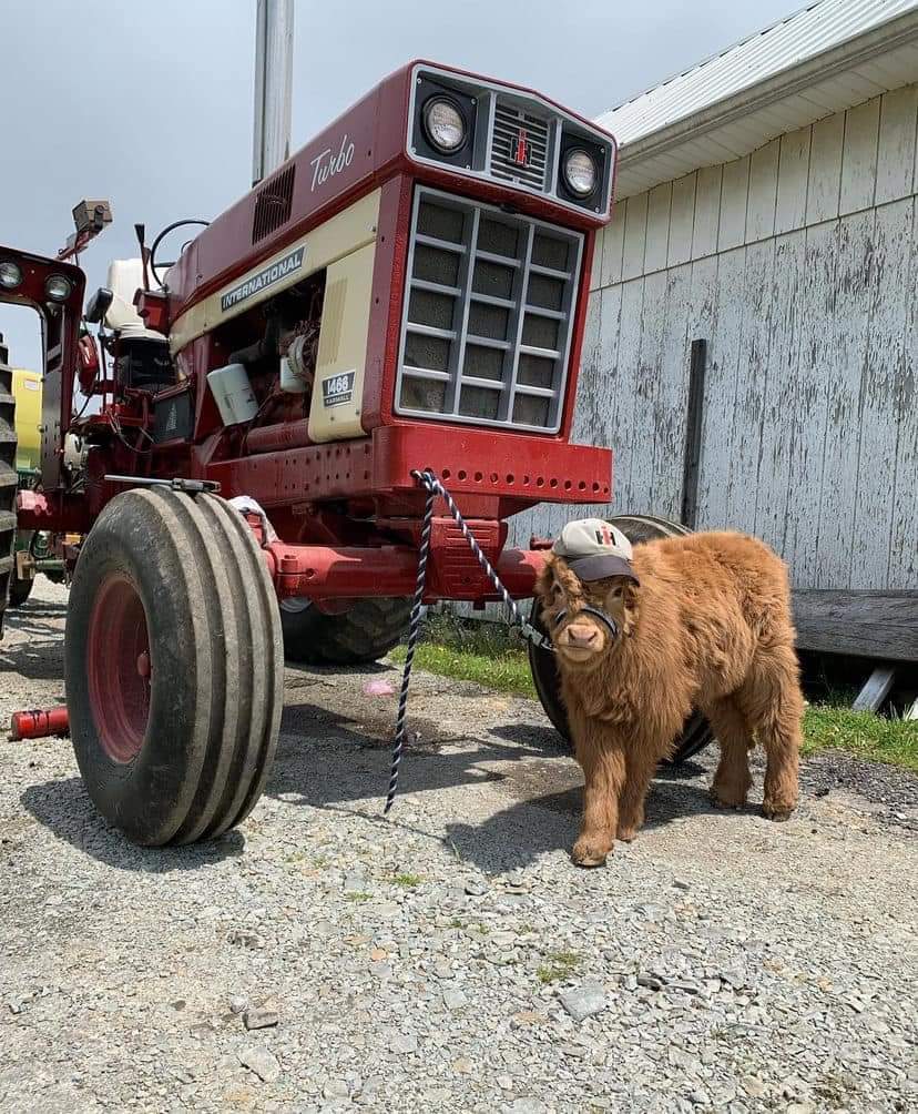 how much are mini highland cows