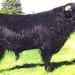 Philip-1st-of-Hi-Arrow-Highland-Bull-150x150