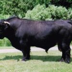 Philip-1st-of-Hi-Arrow-Highland-Bull-150x150