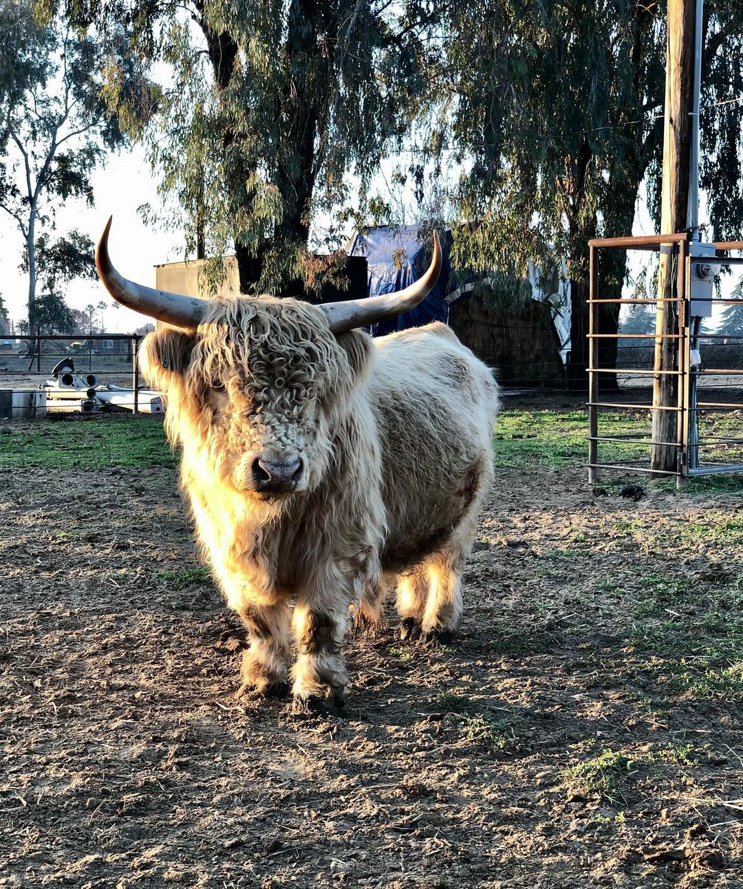 micro mini highland cows