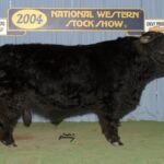 du-boise-lecaq-highland-bull-150x150