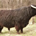 highland-bull-150x150