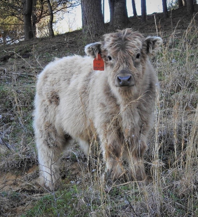 light-highland-calf